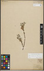 Foto von Salix repens subsp. repens L.